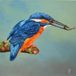 IJsvogel 12 IJsvogel 12