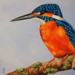 IJsvogel IJsvogel