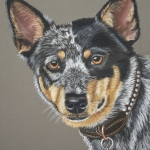 Australian cattle dog Australian cattle dog