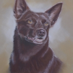 Australian kelpie Australian kelpie