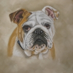 Engelse bulldog Engelse bulldog