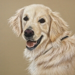 Golden retriever Golden retriever
