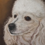 Witte poedel Witte poedel