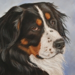 Berner sennen Berner sennen