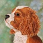 Cavalier king charles spaniel pup Cavalier king charles spaniel pup