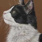 Kat zwart wit Kat zwart wit