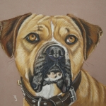 Kruising bulldog & boxer Kruising bulldog & boxer