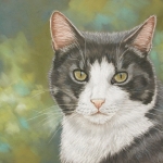 Grijs witte kat Grijs witte kat