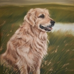 Golden retriever Golden retriever