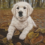 Labrador retriever pup Labrador retriever pup