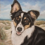 Jonge border collie Jonge border collie