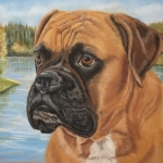 Boxer Boxer
