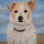 Parson Jack Russel Parson Jack Russel