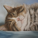 Slapende jonge kat Slapende jonge kat