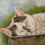 Slapende kat Slapende kat