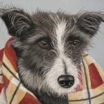 Lurcher dog Lurcher dog