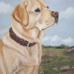 Labrador Retriever Labrador Retriever