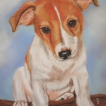 Jack Russel pup Jack Russel pup
