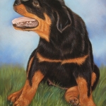 Rottweiler pup Rottweiler pup