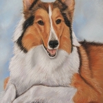 Schotse collie Schotse collie