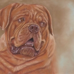 Bordeaux dog Bordeaux dog
