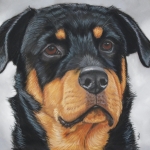 Rottweiler Rottweiler