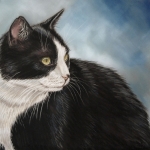 Zwart witte kat Zwart witte kat