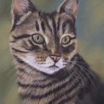 Cyperse kat 5 Cyperse kat 5