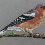 Vink 6 Vink 6