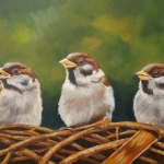 3 jonge mussen 3 jonge mussen