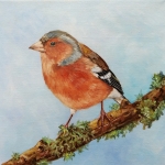 Boekvink Boekvink
