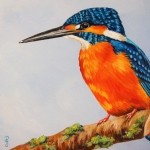 IJsvogel op tak IJsvogel op tak