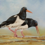 Scholeksters Scholeksters