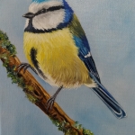 Pimpelmeesje Pimpelmeesje
