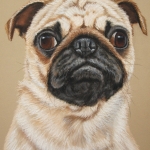 Pug Mopshondje Pug Mopshondje