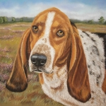 Bassethound Bassethound