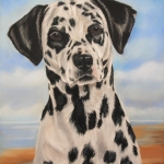 Dalmatiër Dalmatiër