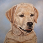 Labrador Retriever Pup 3 Labrador Retriever Pup 3