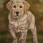 Labrador Retriever Pup Labrador Retriever Pup