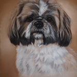 Shih Tzu Shih Tzu