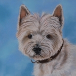 West Highland White Terriër West Highland White Terriër