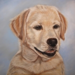 Labrador Retriever Pup Labrador Retriever Pup