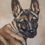 Mechelse Herder Pup Mechelse Herder Pup