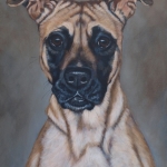 Kruising Deense Dog- Mechelse Herder Kruising Deense Dog- Mechelse Herder
