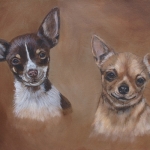 Chihuahua 's Chihuahua 's