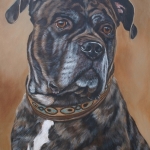 Cane Corso Cane Corso