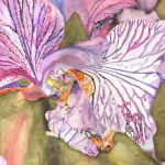 Paars Orchidee Paars Orchidee