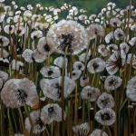 White Dandelions in a Green Field White Dandelions in a Green Field