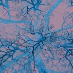 Tree tops Tree tops
