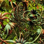 Jungle Jungle